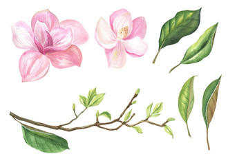 set of isolated images of a Magnolia branch, leaves, flowers on a white background, watercolor