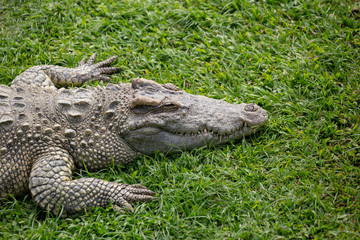 Fototapeta premium Asia Crocodile in the river