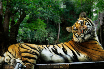 Fototapeta na wymiar Bengal tiger in the rainforest