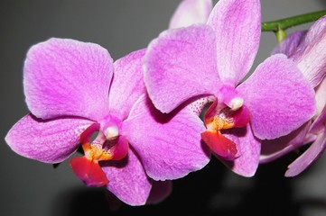 Pink orchid flower. Large orchid flower. Cattleya orchid