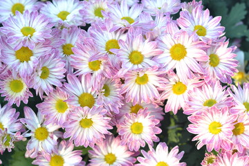 Fototapeta na wymiar background of flowers