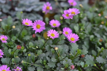 Obraz premium flowers in garden