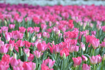 field of tulips