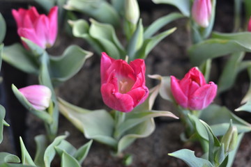 Obraz premium tulips in the garden
