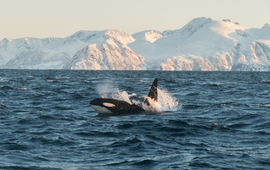 Large male Orca whale surfacing in northern Norway (Orcinus orca/killer whale)
