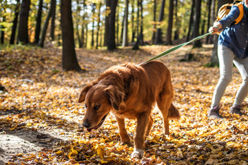 Big dog is pulling pet owner. Woman is walking with her retriever outdoors