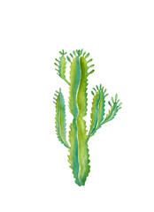 Watercolor hand painted exotic green cactus collection. Isolated of tropic succulents and flowering plants. Mexican style clipart perfect for wedding invitatoin and botanical print