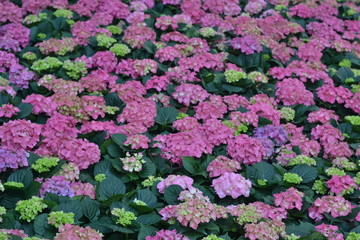 purple flowers in the garden