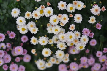 flowers in the garden