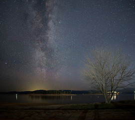 Milky way arcing over a leafless tree on the shore of Lake Jindabyne