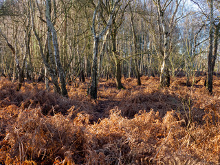 Winter bracken and bare trees in the woods at Skipwith Common National Nature Reserve, North Yorkshire, England