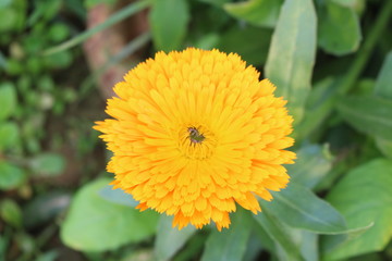 yellow flower in garden