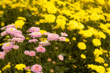 Obraz premium Pink chrysanthemum surrounded by yellow, fragrant flowers.