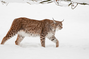 Fototapeta premium Eurasischer luchs (lynx lynx)