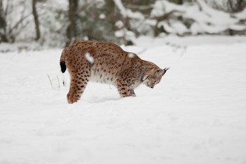 Eurasischer Luchs beim Jagen
