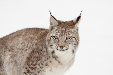 Naklejka premium Junger Eurasischer Luchs (Lynx lynx)