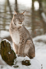 Obraz premium Eurasischer luchs (lynx lynx)