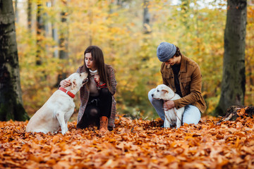 Naklejka na ściany i meble Beautiful couple and their two golden labrador are walking in the autumn park.