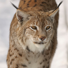 Eurasischer Luchs (Lynx lynx)
