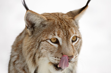 Naklejka premium Eurasischer Luchs (Lynx lynx)