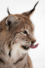 Eurasischer Luchs (Lynx lynx)