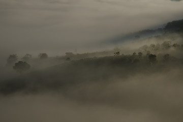 coffee and tea hill in fog