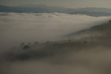 coffee and tea hill in fog