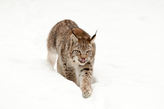 Junger Eurasischer Luchs (Lynx lynx)