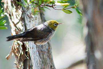 Silvereye Zosterops Lateralis perched on a tree in Summer in Venus Bay, Victoria, Australia