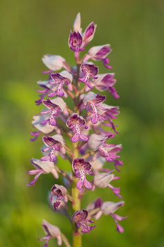 Helm-Knabenkraut (Orchis militaris)