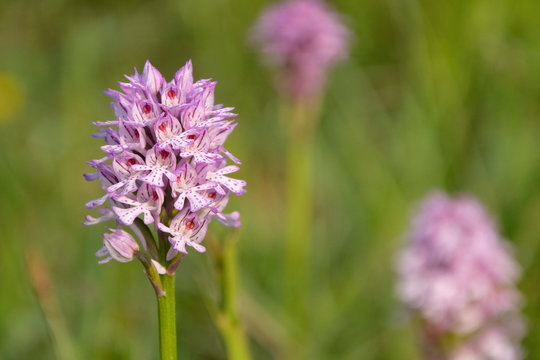 Dreiz&auml;hniges Knabenkraut (Neotinea tridentata)