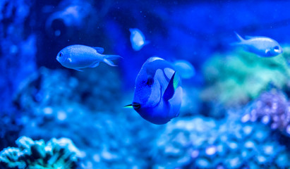 Naklejka na ściany i meble Power Blue Surgeonfish or Blue Tang