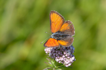 Lilagold-Feuerfalter (Lycaena hippothoe), 