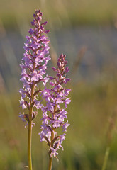 Obraz premium Mücken-Händelwurz (Gymnadenia conopsea)
