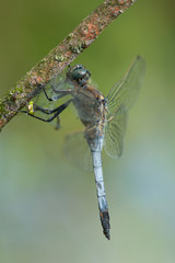 Großer Blaupfeil (Orthetrum cancellatum) frißt Kleinlibellen