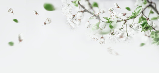 Obraz na płótnie Canvas Springtime cherry blossom on white background, top view. Border. Spring mood