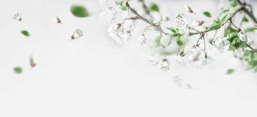 Springtime cherry  blossom on white background, top view. Border. Spring mood