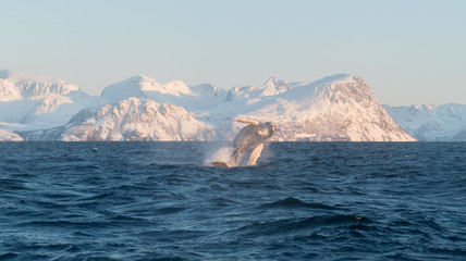 Fototapeta na wymiar panorama of humpback breaching in front of snowy landscape northern norway