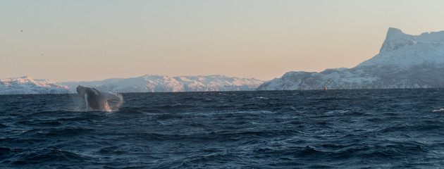 Fototapeta na wymiar humpback breaching in front of snowy landscape