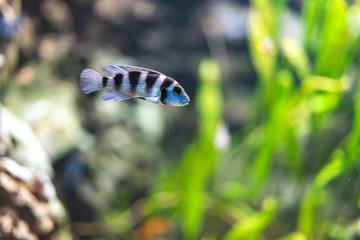 Tiger barb Puntius tetrazona in aquarium fish zoo green plant water
