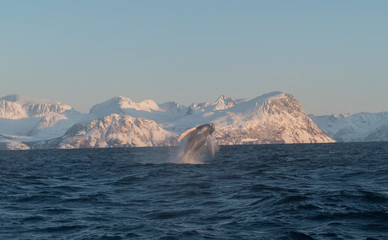 Fototapeta na wymiar humpback breaching in fron of snowy landscape in lofoten