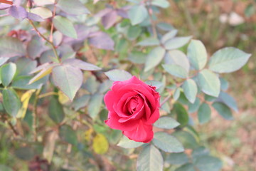 red rose in the garden