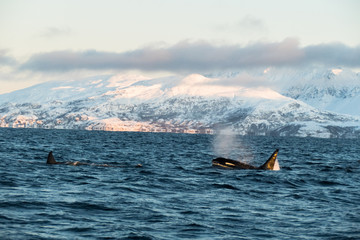Obraz premium Male Orca/Killer Whale (Orcinus orca) breaching in fjord in nothern norway