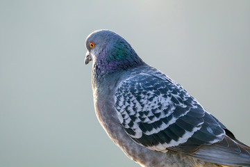 Portrait of a pigeon close-up.