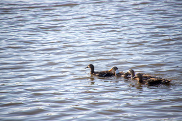 A group of ducks swimming in the water of a pond