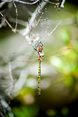 dragonfly resting on the branch of a tree