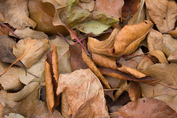 autumn leaves on black background