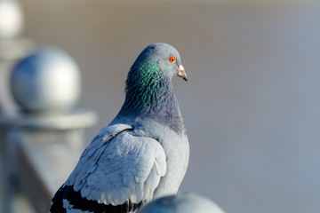 Portrait of a pigeon close-up.