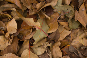 autumn leaves on the ground