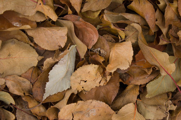 autumn leaves on the ground